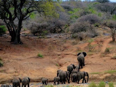 Gorongosa-National-Park-ruby-voyages-960x636
